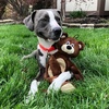 image:imageSmartPetLove Snuggle Puppy TenderTuffs Crinkle Dog Toy Plush HedgehogHappy Bear