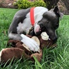 image:imageSmartPetLove Snuggle Puppy TenderTuffs Crinkle Dog Toy Plush HedgehogHappy Bear