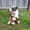 image:imageSmartPetLove Snuggle Puppy TenderTuffs Crinkle Dog Toy Plush HedgehogHappy Bear
