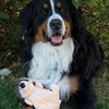 image:imageSmartPetLove Snuggle Puppy TenderTuffs Crinkle Dog Toy Plush HedgehogHedgehog