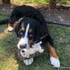image:imageSmartPetLove Snuggle Puppy TenderTuffs Crinkle Dog Toy Plush HedgehogHedgehog