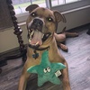 image:imageSmartPetLove Snuggle Puppy TenderTuffs Easy Grab Dog Toy Plush StarfishStarfish
