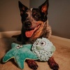 image:imageSmartPetLove Snuggle Puppy TenderTuffs Easy Grab Dog Toy Plush StarfishStarfish