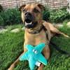 image:imageSmartPetLove Snuggle Puppy TenderTuffs Easy Grab Dog Toy Plush StarfishStarfish