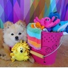 image:imageSmartPetLove Snuggle Puppy TenderTuffs Small Dog Toy Plush HedgehogSmall