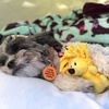 image:imageSmartPetLove Snuggle Puppy TenderTuffs Small Dog Toy Plush HedgehogSmall
