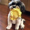 image:imageSmartPetLove Snuggle Puppy TenderTuffs Small Dog Toy Plush HedgehogSmall