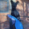 image:imageSmartPetLove Snuggle Puppy TenderTuffs Tug Dog Toy Blue Stingray  LargeBlue Stingray