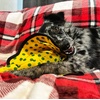 image:imageSmartPetLove Snuggle Puppy TenderTuffs Tug Dog Toy Blue Stingray  LargeYellow Stingray