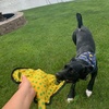 image:imageSmartPetLove Snuggle Puppy TenderTuffs Tug Dog Toy Blue Stingray  LargeYellow Stingray