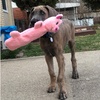 image:imageSmartPetLove Snuggle Puppy TenderTuffs Whisper Rabbit Crinkle Dog Toy Water Bottle Cover Dog Toy for Small Dogs Durable TearBlok Quiet Interactive Dog Chew ToyPig