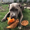 image:imageSmartPetLove Snuggle Puppy TenderTuffs Whisper Rabbit Crinkle Dog Toy Water Bottle Cover Dog Toy for Small Dogs Durable TearBlok Quiet Interactive Dog Chew ToyBeaver