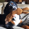 image:imageSmartPetLove Snuggle Puppy TenderTuffs Whisper Rabbit Crinkle Dog Toy Water Bottle Cover Dog Toy for Small Dogs Durable TearBlok Quiet Interactive Dog Chew ToyWhisper Rabbit
