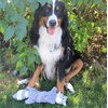 image:imageSmartPetLove Snuggle Puppy TenderTuffs Whisper Rabbit Crinkle Dog Toy Water Bottle Cover Dog Toy for Small Dogs Durable TearBlok Quiet Interactive Dog Chew ToyGray Fox