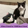 image:imageSnuggle Kitty Heartbeat Cat Toy Calming Comfort Kittens  Tan TigerGrey  White
