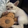 image:imageSnuggle Puppy Essentials Starter Kit Heartbeat Toy amp Blanket  BiscuitBlue