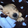 image:imageSnuggle Puppy Essentials Starter Kit Heartbeat Toy amp Blanket  BiscuitBlue