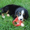 image:imageSnuggle Puppy Essentials Starter Kit Heartbeat Toy amp Blanket  BiscuitNeutral