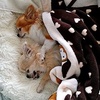 image:imageSnuggle Puppy Essentials Starter Kit Heartbeat Toy amp Blanket  BiscuitNeutral