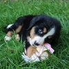 image:imageSnuggle Puppy Essentials Starter Kit Heartbeat Toy amp Blanket  BiscuitPink
