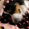image:imageSnuggle Puppy Essentials Starter Kit Heartbeat Toy amp Blanket  BiscuitPink