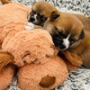 image:imageSnuggle Puppy Heartbeat Toy Calming Comfort Medium Breeds  GrayBiscuit