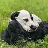 image:imageSnuggle Puppy Heartbeat Toy Calming Comfort Medium Breeds  GrayBlack