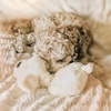 image:imageSnuggle Puppy Heartbeat Toy Calming Comfort Medium Breeds  GrayGolden