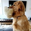 image:imageSnuggle Puppy Heartbeat Toy Calming Comfort Medium Breeds  GrayGolden