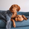 image:imageSnuggle Puppy Heartbeat Toy with 3 TenderTuffs Medium  BiscuitBiscuit
