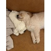 image:imageSnuggle Puppy Heartbeat Toy with 3 TenderTuffs Medium  BiscuitGolden