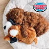 image:imageSnuggle Puppy Replacement Heat Packs for Dogs 6 Count  Disposable Pet Comfort Warmers for Puppy Anxiety Relief  Odorless NonToxic All Natural  Fits All Snuggle Puppy Styles12Pack
