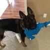 image:imageSnuggle Puppy TenderTuffs Dog Toy Plush Hammerhead Shark  LargeBlue