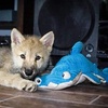 image:imageSnuggle Puppy TenderTuffs Dog Toy Plush Hammerhead Shark  LargeBlue