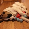 image:imageSnuggle Puppy TenderTuffs Tug Dog Toy Yellow Stingray  LargeOrange Octopus