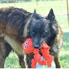 image:imageSnuggle Puppy TenderTuffs Tug Dog Toy Yellow Stingray  LargeOrange Octopus