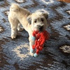 image:imageSnuggle Puppy TenderTuffs Tug Dog Toy Yellow Stingray  LargeOrange Octopus