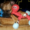 image:imageSnuggle Puppy TenderTuffs Tug Dog Toy Yellow Stingray  LargeOrange Octopus