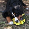 image:imageSnuggle Puppy TenderTuffs Tug Dog Toy Yellow Stingray  LargeYellow Stingray