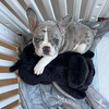 image:imageSmartPetLove Snuggle Puppy  Extra Heat Pack Bundle  Comes with Snuggle Puppy and Extra 12Pack of Heat Packs for Pets