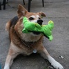image:imageSmartPetLove Snuggle Puppy TenderTuffs Easy Grab Dog Toy Plush Crocodile