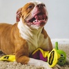image:imageSmartPetLove Snuggle Puppy TenderTuffs Tug Dog Toy Plush Platypus