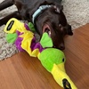 image:imageSmartPetLove Snuggle Puppy TenderTuffs Tug Dog Toy Plush Platypus