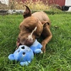 image:imageSmartPetLove TenderTuffs  Comfort Plush  Tough Dog Toy  Proprietary TearBlok Technology  Soft Blue Bear with Squeaker
