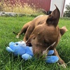 image:imageSmartPetLove TenderTuffs  Comfort Plush  Tough Dog Toy  Proprietary TearBlok Technology  Soft Blue Bear with Squeaker