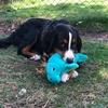 image:imageSnuggle Puppy TenderTuffs  Large Marine Stuffed Manatee Plush Toy for Big Dogs  Puncture Resistant Squeaker