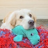 image:imageSnuggle Puppy TenderTuffs  Large Marine Stuffed Manatee Plush Toy for Big Dogs  Puncture Resistant Squeaker