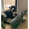 image:imageSnuggle Puppy TenderTuffs Big Shots  Bubba Whale Shark Large Stuffed Plush Toy with Puncture Resistant Squeaker for Medium and Big Dogs