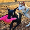 image:imageSnuggle Puppy TenderTuffs Crinkle  Tough Plush Dog Toy  Long Neck Pink Dinosaur with Crinkle Sound and Durable Stitching
